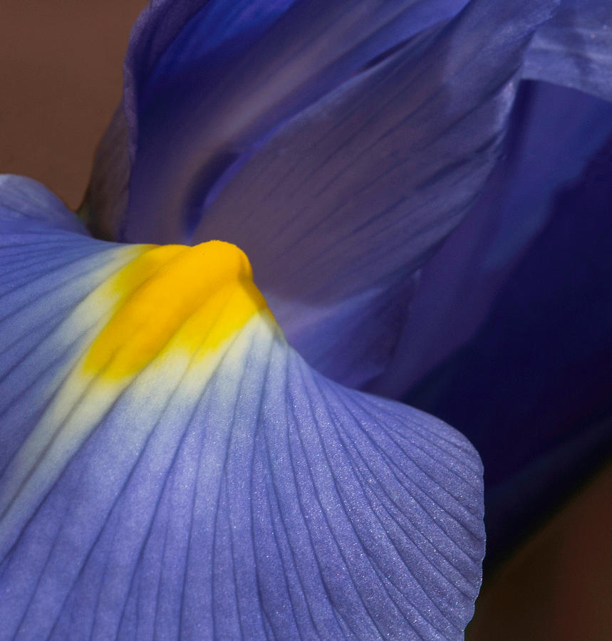 Macro Iris Photograph