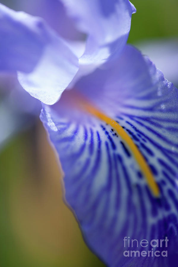 Macro Iris Flower Detail Photograph by Heiko Koehrer-Wagner