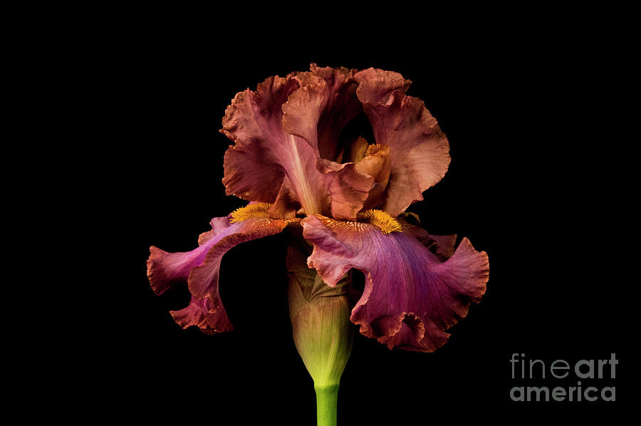 Macro Iris Photograph by Louise Magno