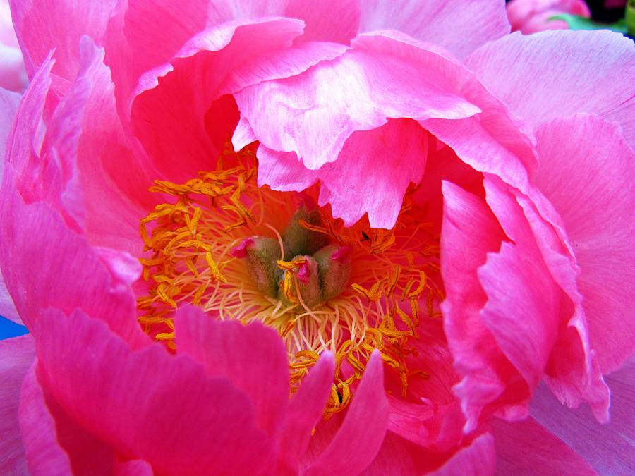 Macro Japanese Peony Photograph by Elaine Weiss | Fine Art America