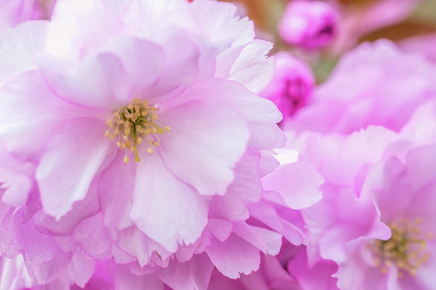 Macro Kwanzan Cherry Flowers Photograph by Jenny Rainbow