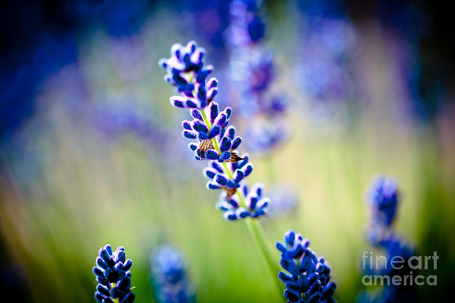 Macro Lavander flowers in lavender field Artmif Photograph by Raimond Klavins