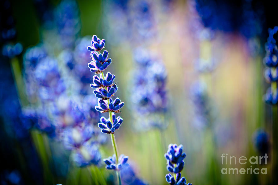 Macro Lavander flowers in lavender field Photograph by Raimond Klavins
