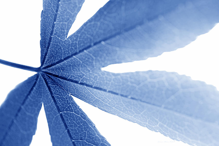 Macro Leaf  Blue Photograph by Jennie Marie Schell