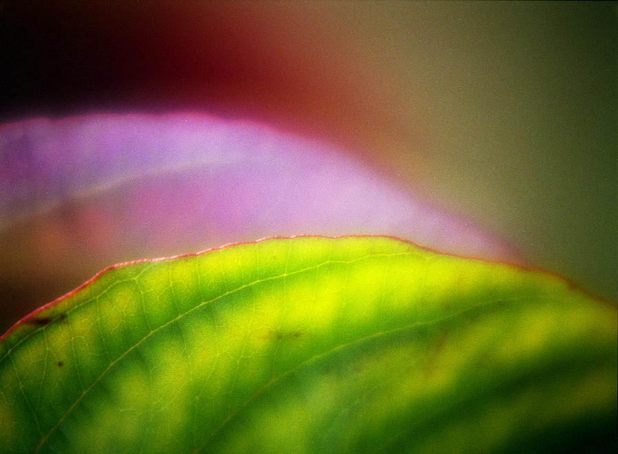Macro Leaf Photograph by Lee Santa