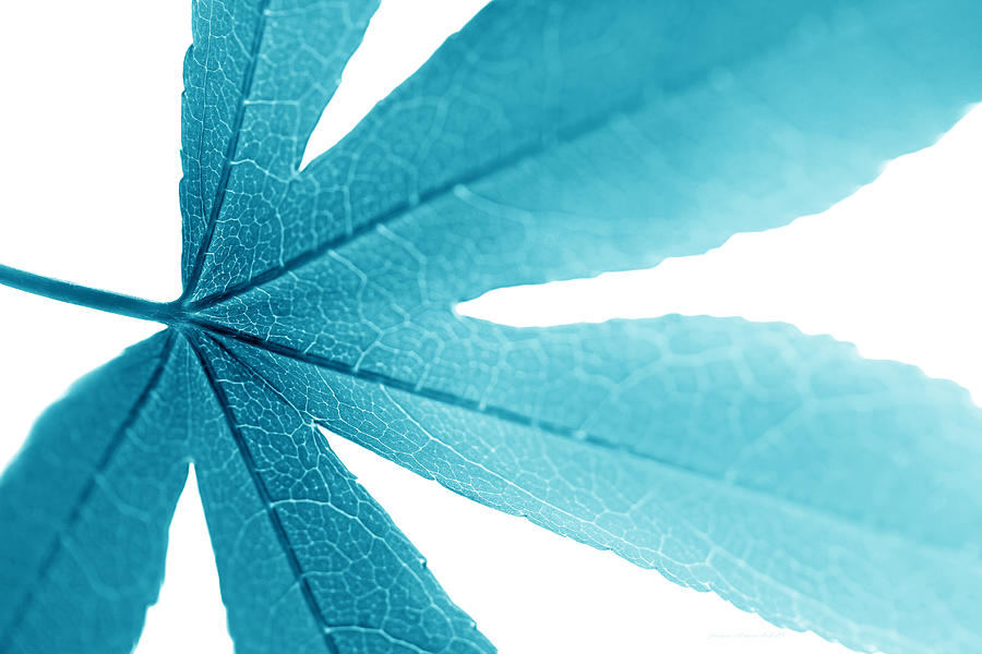 Nature Photograph - Macro Leaf Turquoise by Jennie Marie Schell