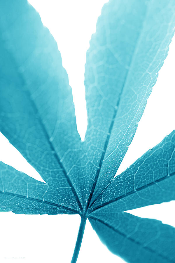 Nature Photograph - Macro Leaf Turquoise Vertical by Jennie Marie Schell