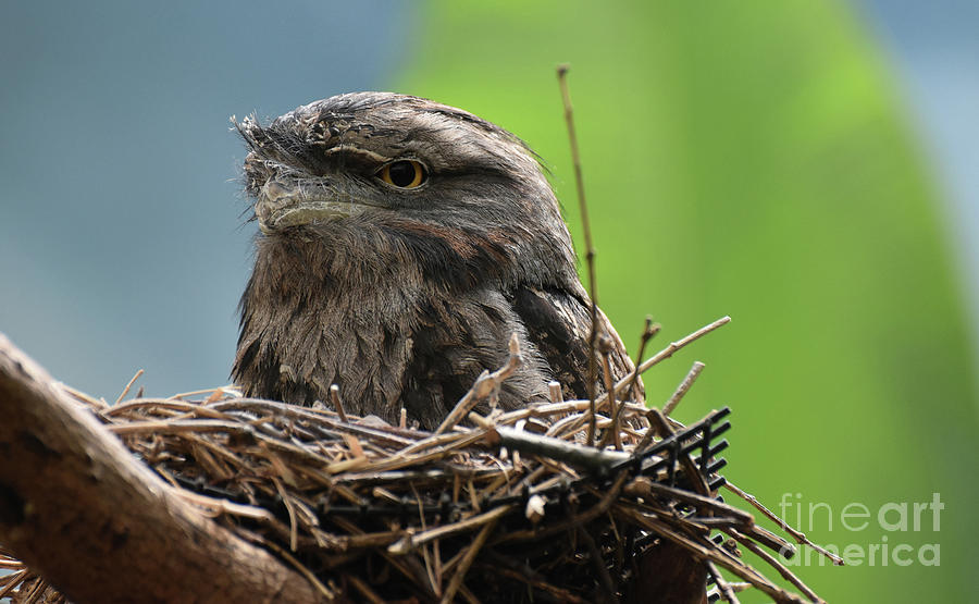 Macro Look at a Tawny Frogmouth Sitting in a Nest Photograph by DejaVu Designs