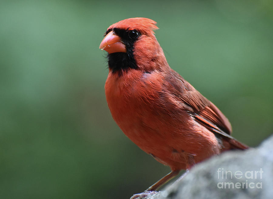 Macro Look at the Face of a Cardinal Bird Photograph by DejaVu Designs