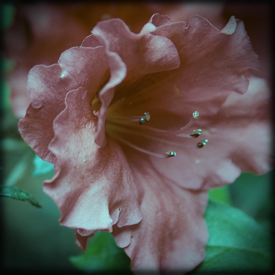 Nature Photograph - Macro Look Azalea Bloom by Sandy Belk