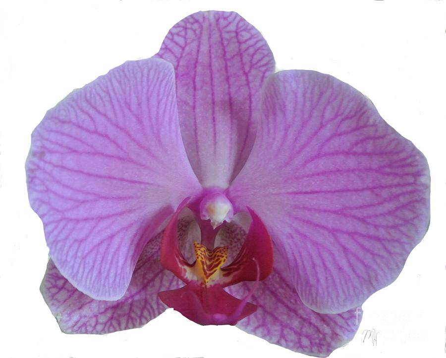 Macro Mauve Orchid Photograph by Marsha Heiken