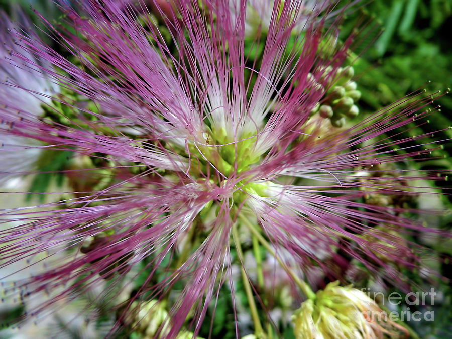 Macro Mimosa Blossom Photograph by D Hackett
