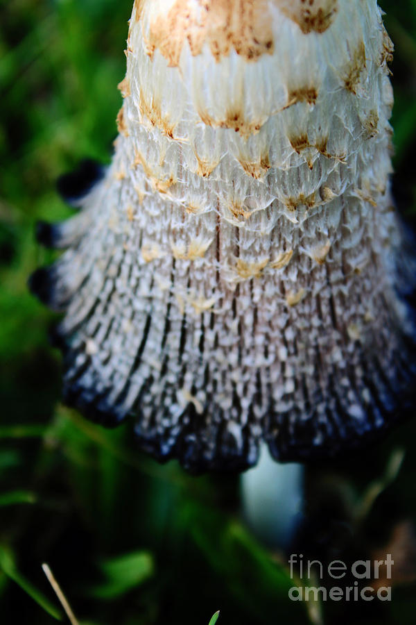 Macro Mushroom Photograph