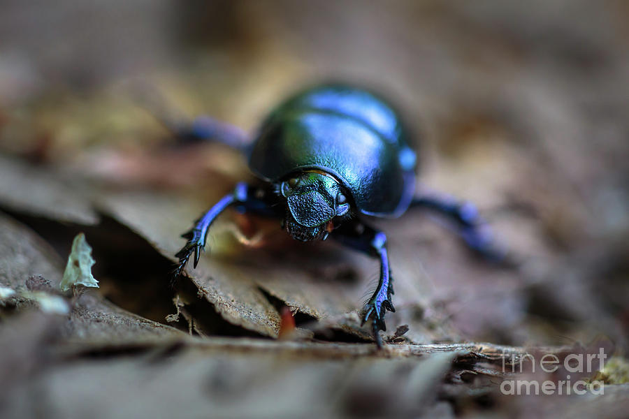 Macro of a black beetle Photograph by Ragnar Lothbrok