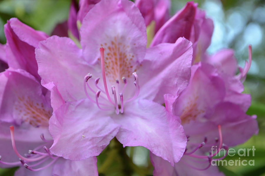 Macro of a Blooming Pink Rhododendron Flower Photograph by DejaVu Designs