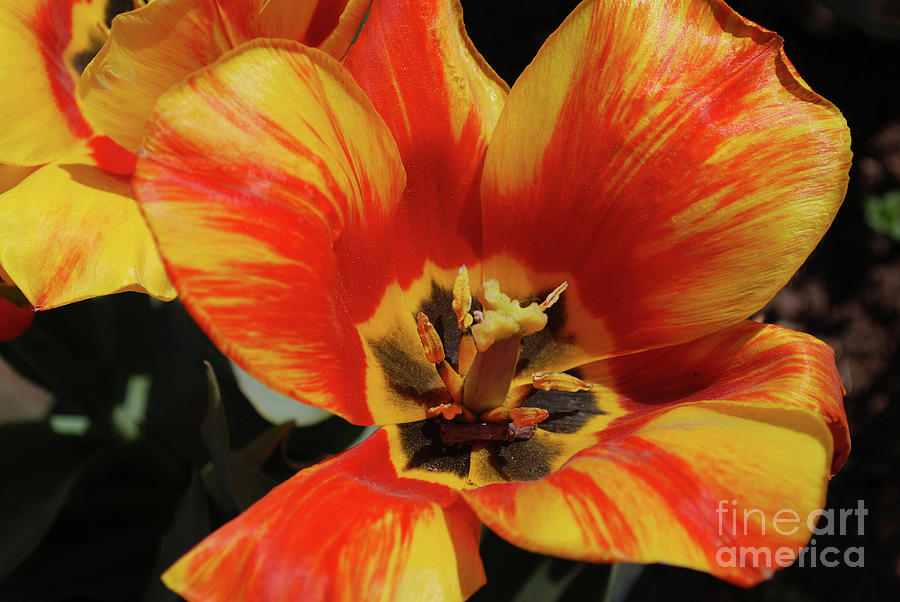 Macro of a Blooming Striped Yellow and Red Tulip Photograph by DejaVu Designs
