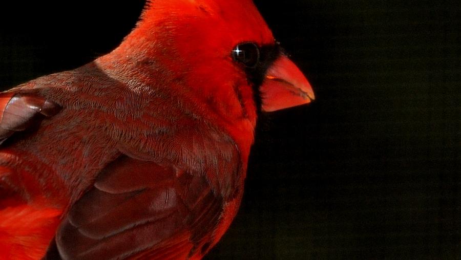 Macro of a Cardinal Photograph by Eileen Brymer