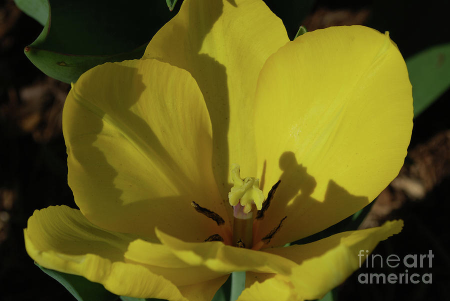 Macro of a Flowering Yellow Tulip Up Close Photograph by DejaVu Designs