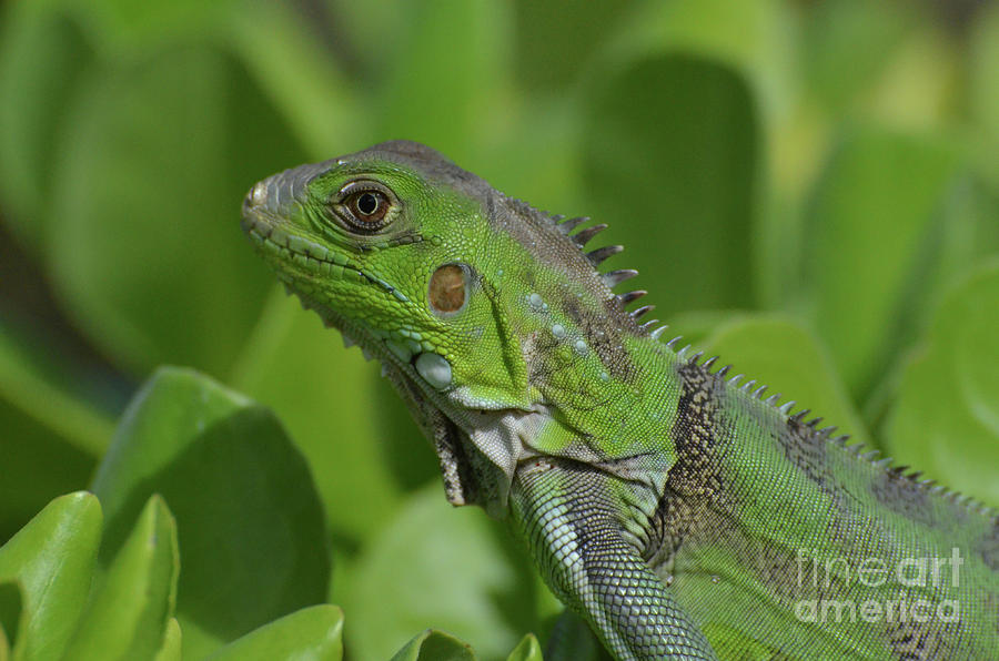 Macro of a Green Iguana Photograph by DejaVu Designs