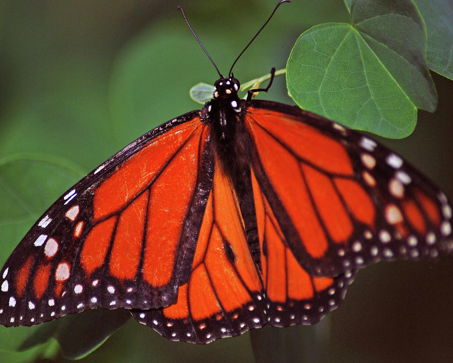 Macro Of A Male Monarch Butterfly Photograph By Diane Bell - Fine Art 