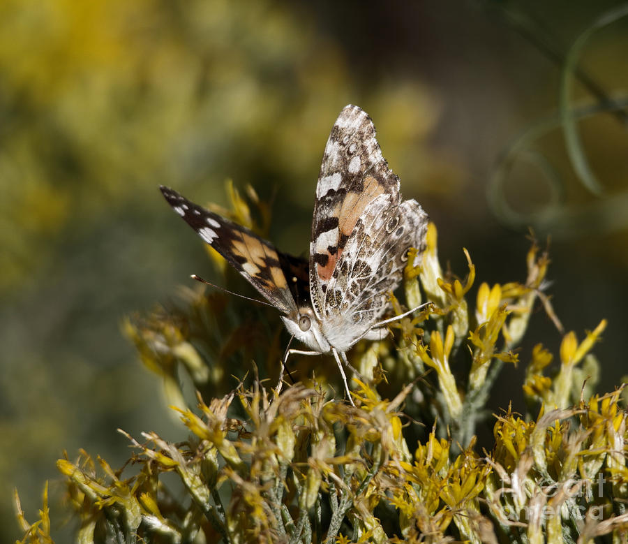 Macro of a painted lady Photograph by Jeff Swan