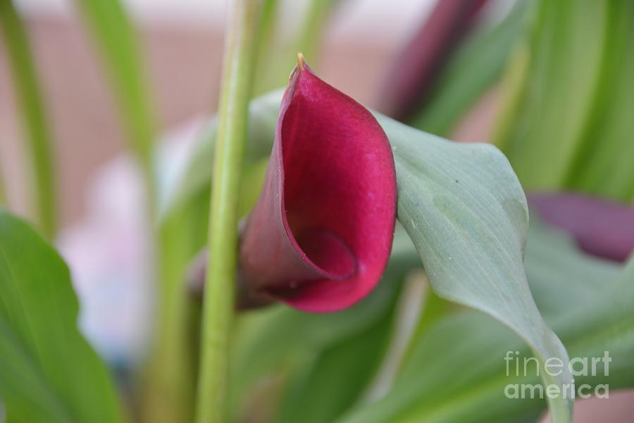 Macro of a Pink Calla Lily - Georgia Photograph by Adrian De Leon Art and Photography
