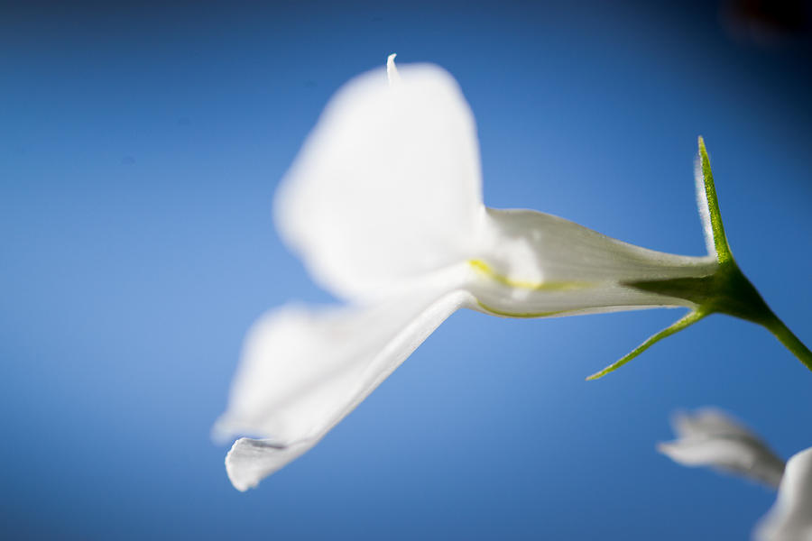 Macro of a White Lobelia Photograph by John Williams
