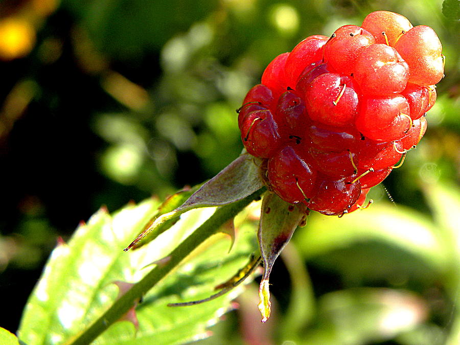 Macro of a wild red Raspberry 000 Photograph by Christopher Mercer