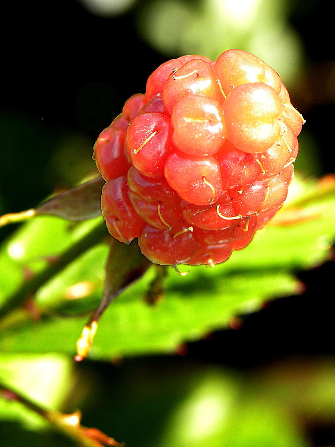 Macro of a wild red Raspberry 001 Photograph by Christopher Mercer