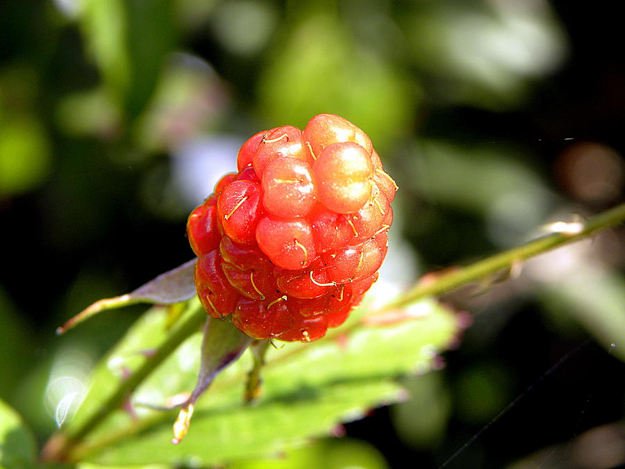Macro of a wild red Raspberry 002 Photograph by Christopher Mercer