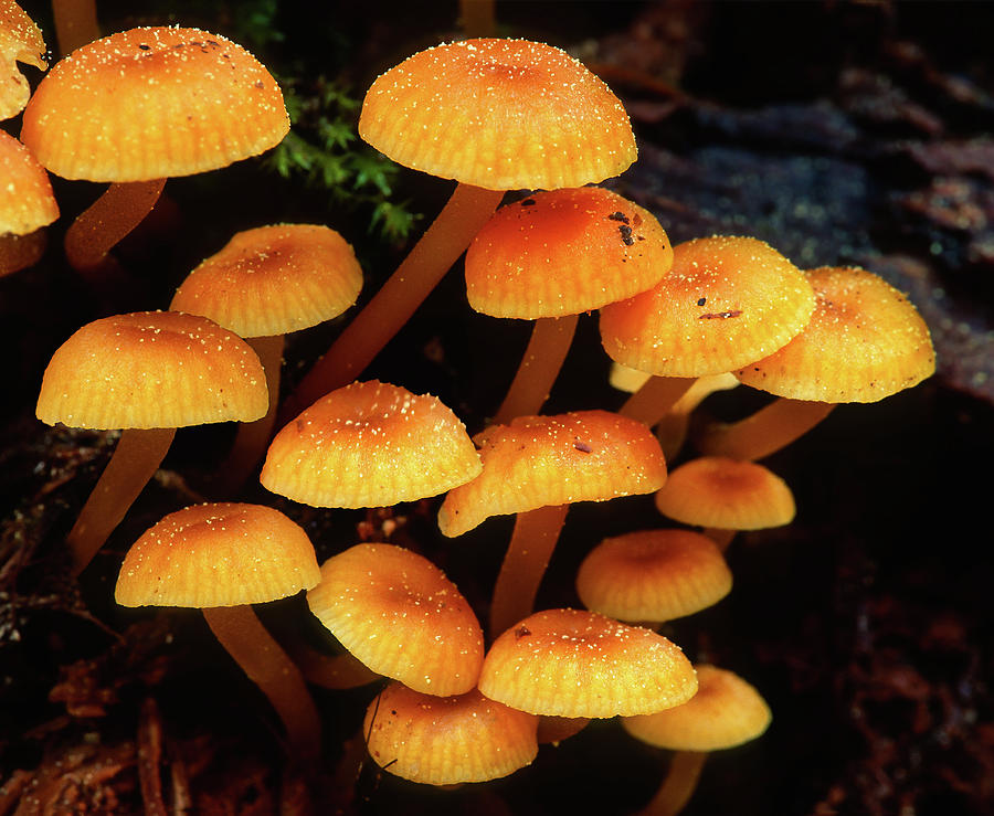 Macro Of Brightly Orange And Yellow Colored Mushrooms Photograph