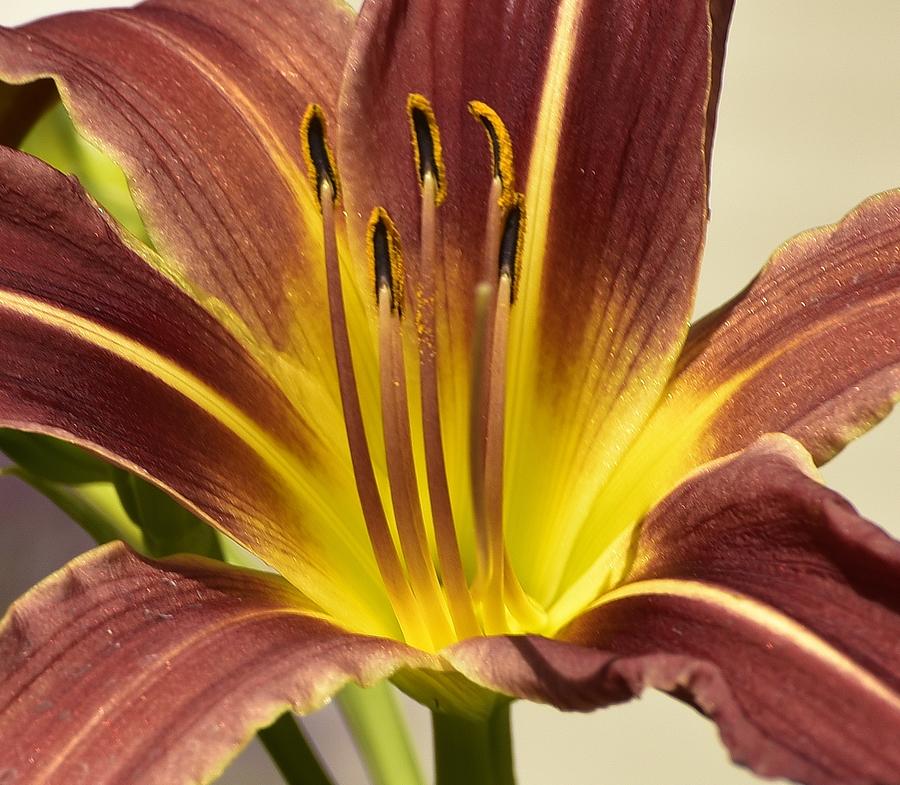Macro of Dark Red Day Lily I Photograph by Linda Brody