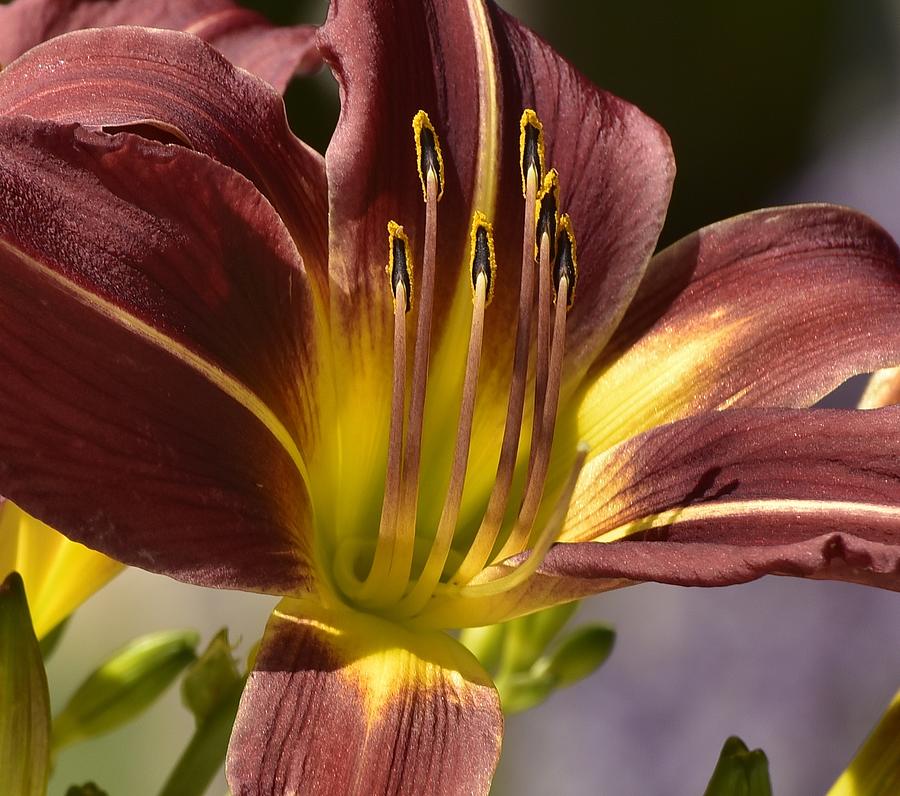 Macro of Dark Red Day Lily II Photograph by Linda Brody