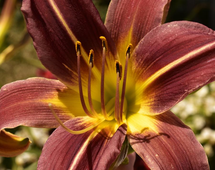 Macro of Dark Red Day Lily III Photograph by Linda Brody