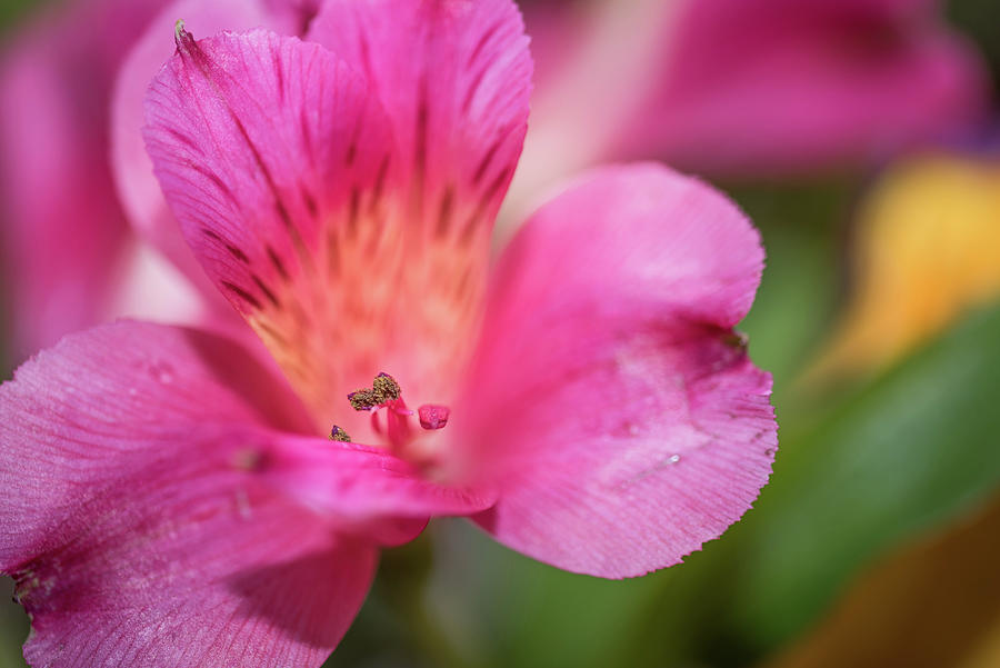 Macro of Flower by Serena Vachon Macro of Flower by Serena Vachon