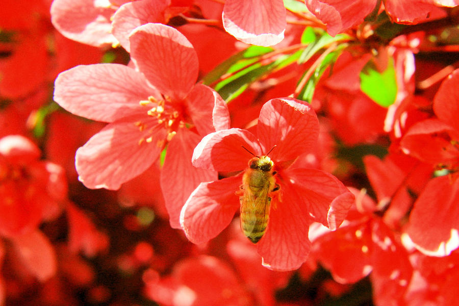 Macro of flowers and a honeybee Photograph by Jeff Swan