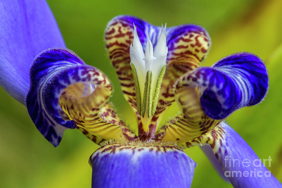 Macro of Iris Flower Photograph by Heiko Koehrer-Wagner