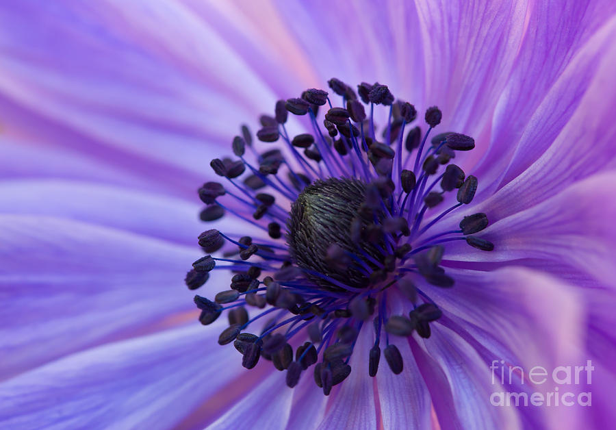 Macro of Lavender Purple Anemone by Em Witherspoon Macro of Lavender Purple Anemone by Em Witherspoon