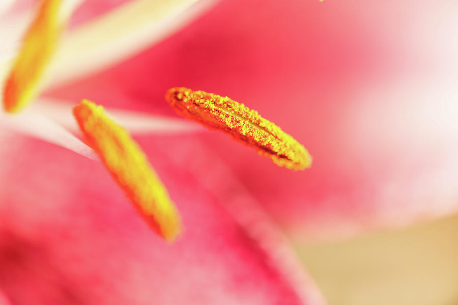 Macro Of Pink Llily Flower Photograph