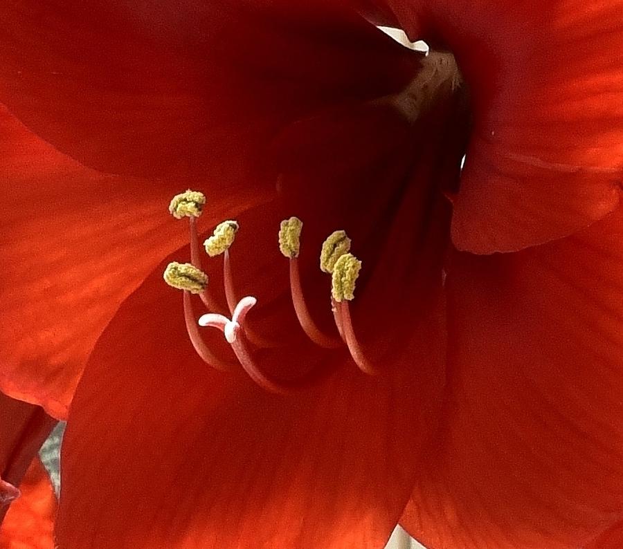 Macro of Red Amaryllis Flower Photograph by Linda Brody