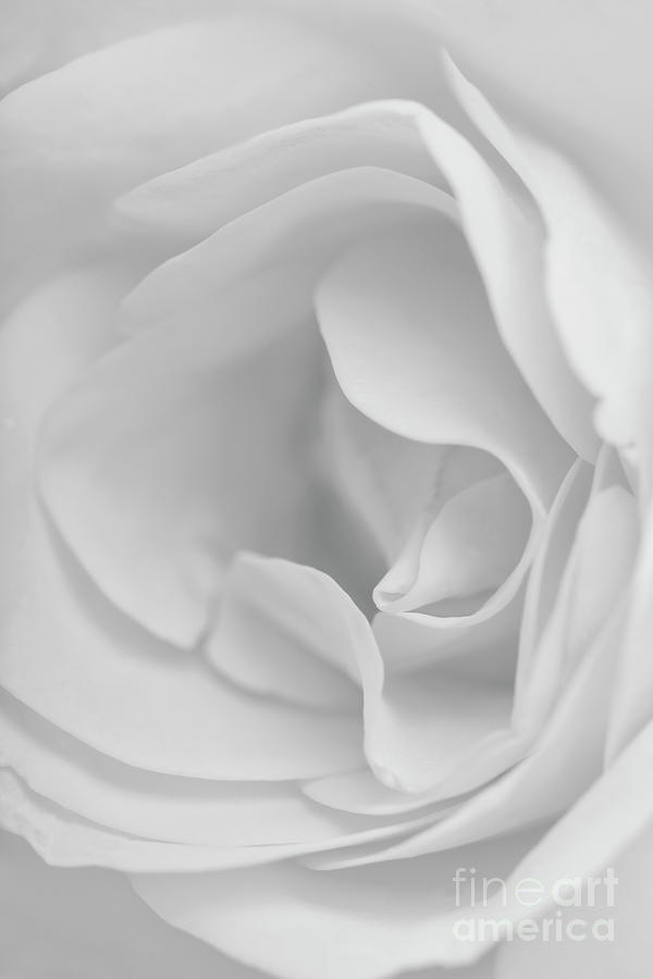 Macro of Rose Photograph by Kiran Joshi