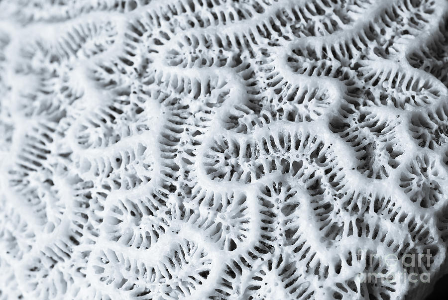 Macro of sunbleached piece of dead coral, Digital Art by Perry Van Munster