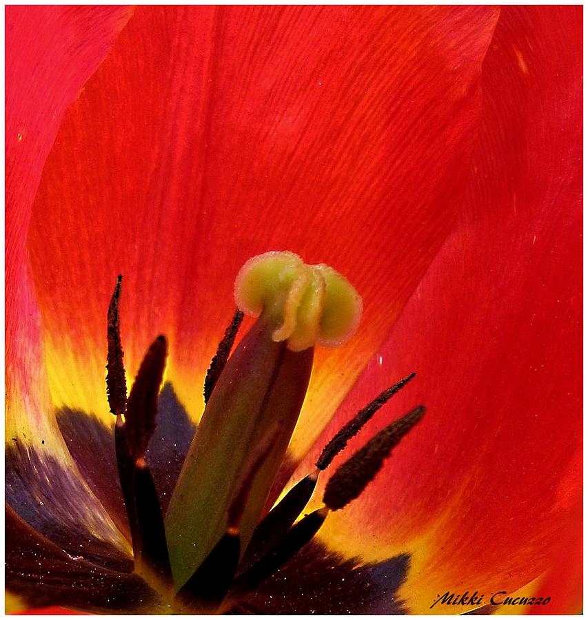 Macro of Tulip Photograph by Mikki Cucuzzo