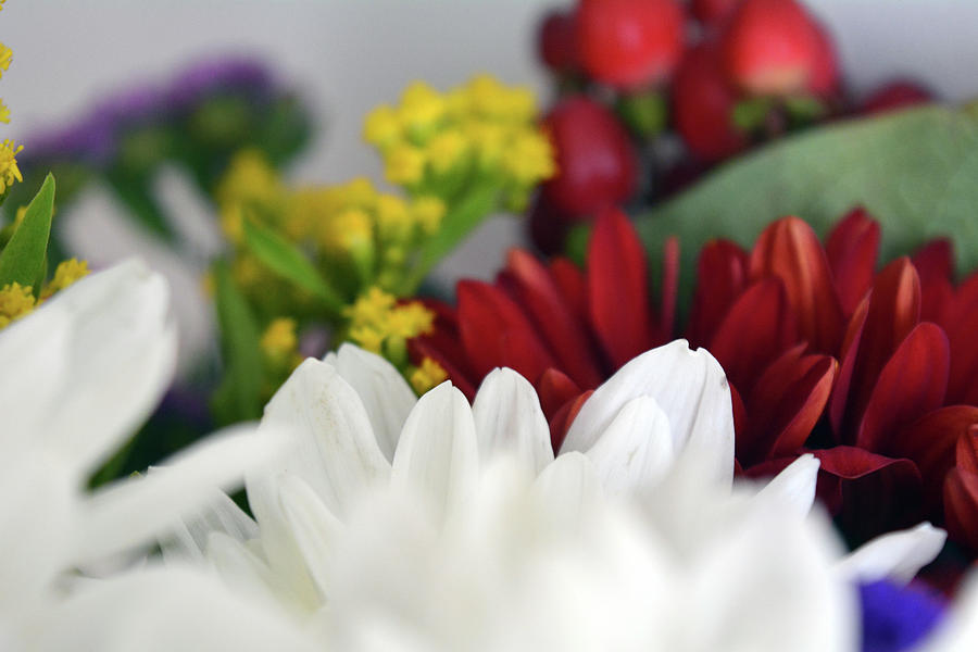 colorful flower petals