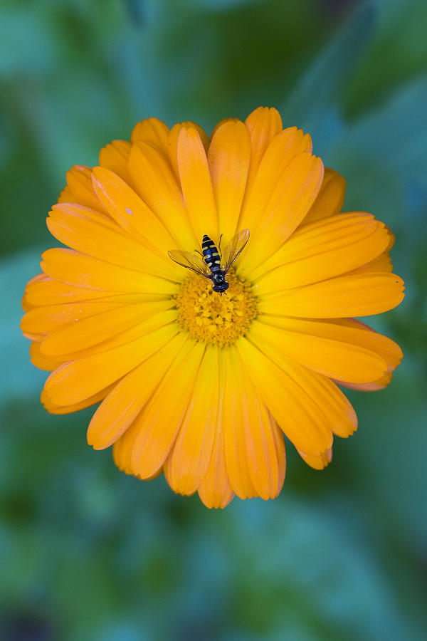 Macro Orange Flower Photograph by Matt McDonald