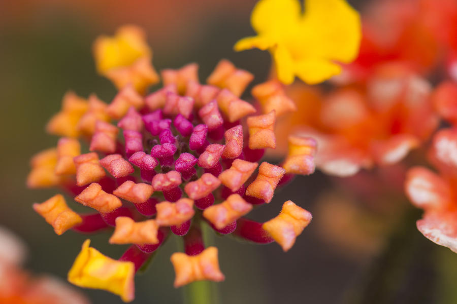 Macro Orange Flowers Photograph by Matt McDonald