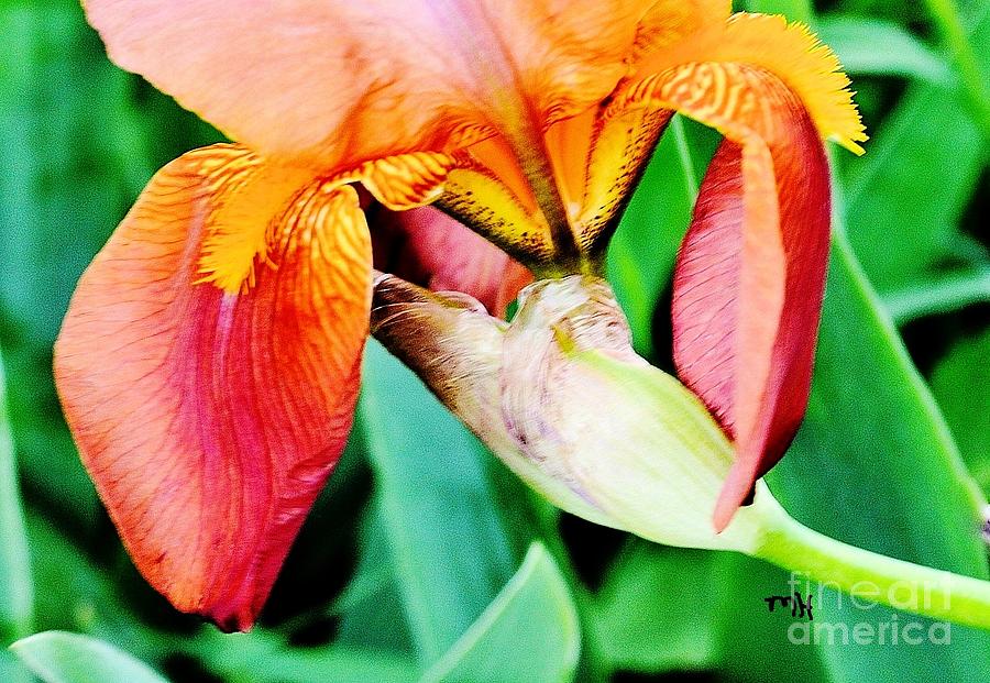 Macro Orange Iris Photograph by Marsha Heiken