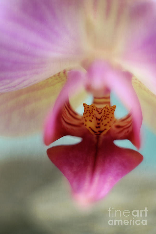 Macro orchid Photograph by Camelia C - Fine Art America