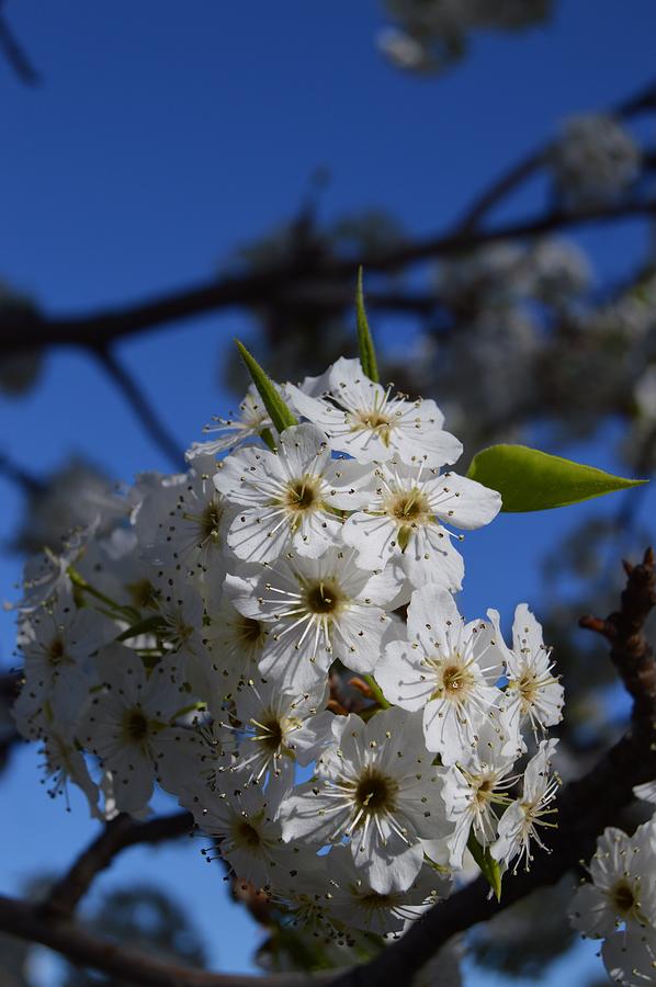 Macro Pear Blossom Photograph by Warren Thompson