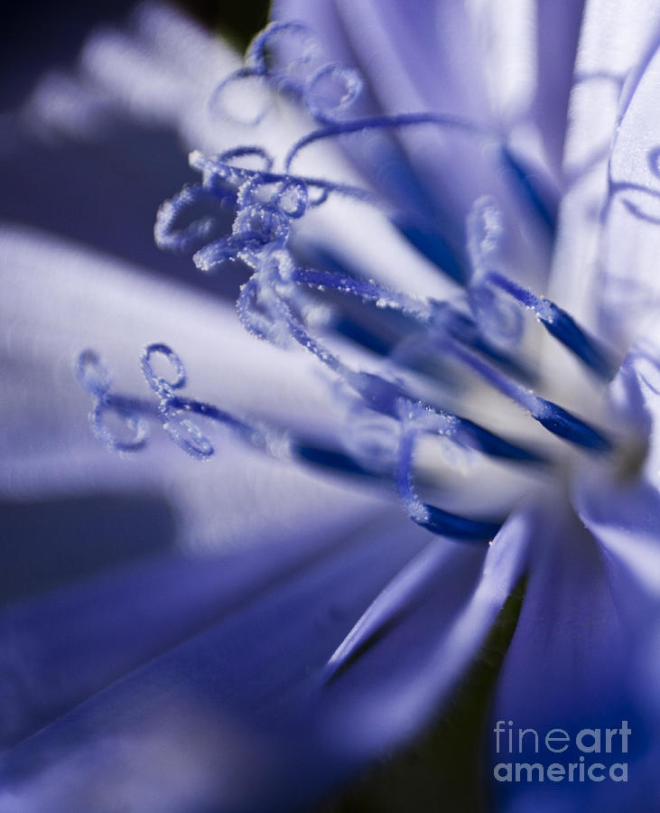 Nature Photograph - Macro Photo Of A Flower by Dan Radi
